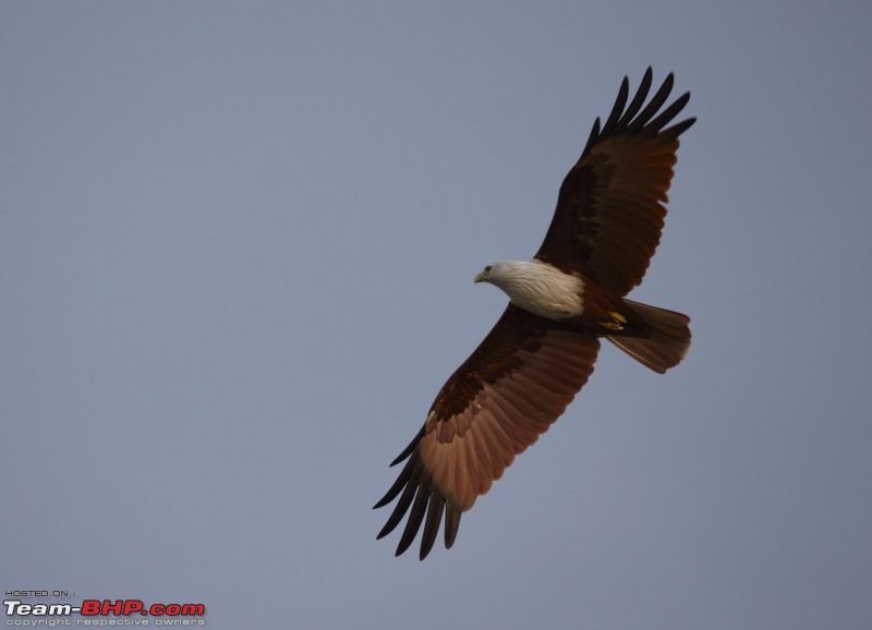 Ranganathittu Bird Sanctuary and Kabini : Photologue-img_1955.jpg