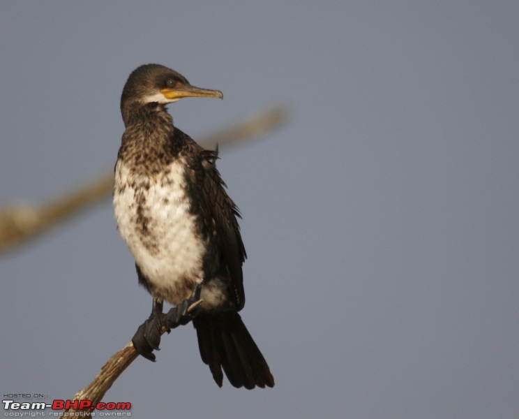 Ranganathittu Bird Sanctuary and Kabini : Photologue-img_1897.jpg