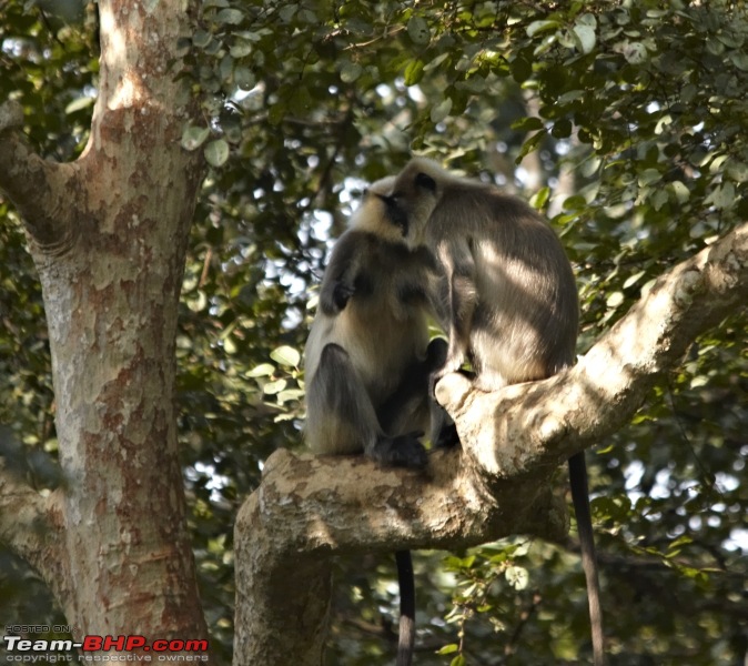 Ranganathittu Bird Sanctuary and Kabini : Photologue-img_2091.jpg