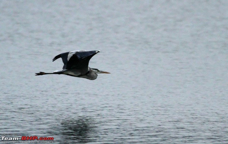 Ranganathittu Bird Sanctuary and Kabini : Photologue-img_0834_filtered.jpg