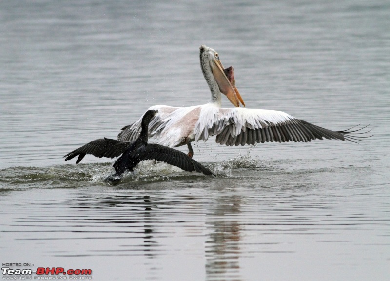 Ranganathittu Bird Sanctuary and Kabini : Photologue-img_0913.jpg