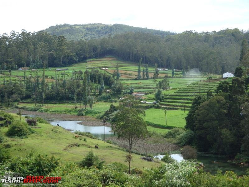 Bandipur, Ooty - Panther, Tiger, Tea estates and Mist-dsc01293.jpg