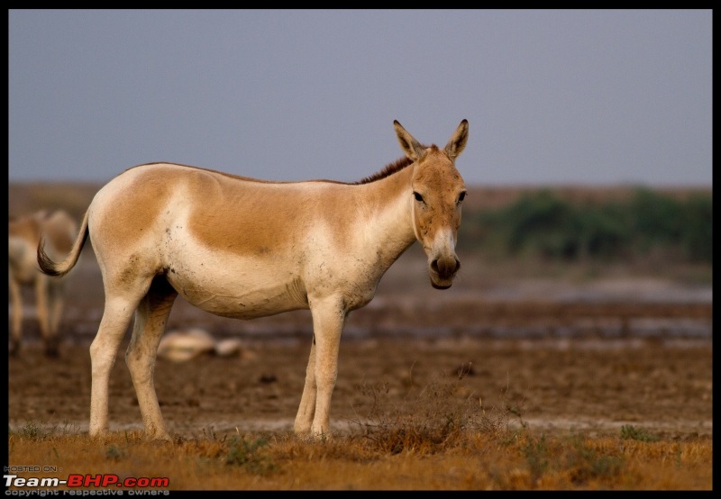 The Little Rann of Kutch-Gujarat is everything but little: Photologue-img_1206.jpg