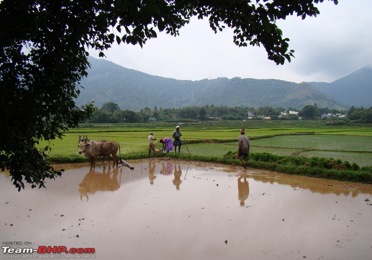 Witness to the Start of A Farming Season in Tamilnadu-dsc07593.jpg