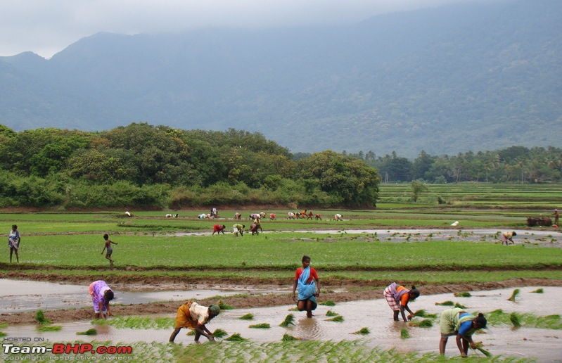 Witness to the Start of A Farming Season in Tamilnadu-dsc07611.jpg