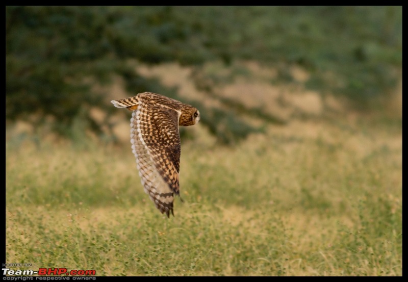 The Little Rann of Kutch-Gujarat is everything but little: Photologue-img_1391.jpg