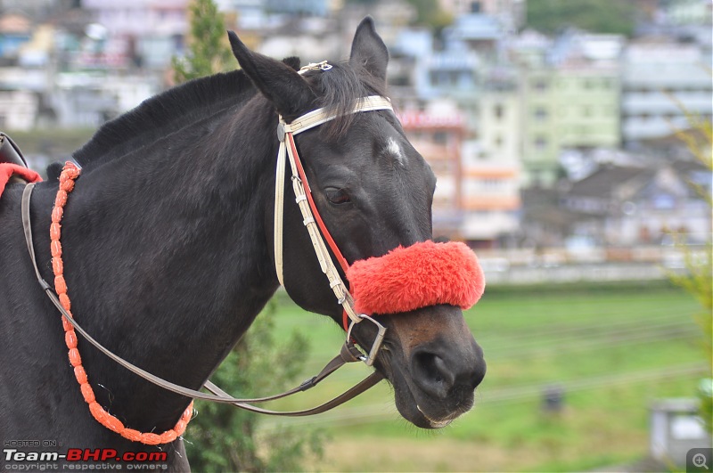 4 days in Ooty  drive from Chennai-dsc_0337.jpg