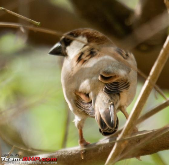 Kaziranga-assam-026.jpg