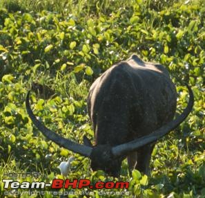 Kaziranga-assam-099.jpg