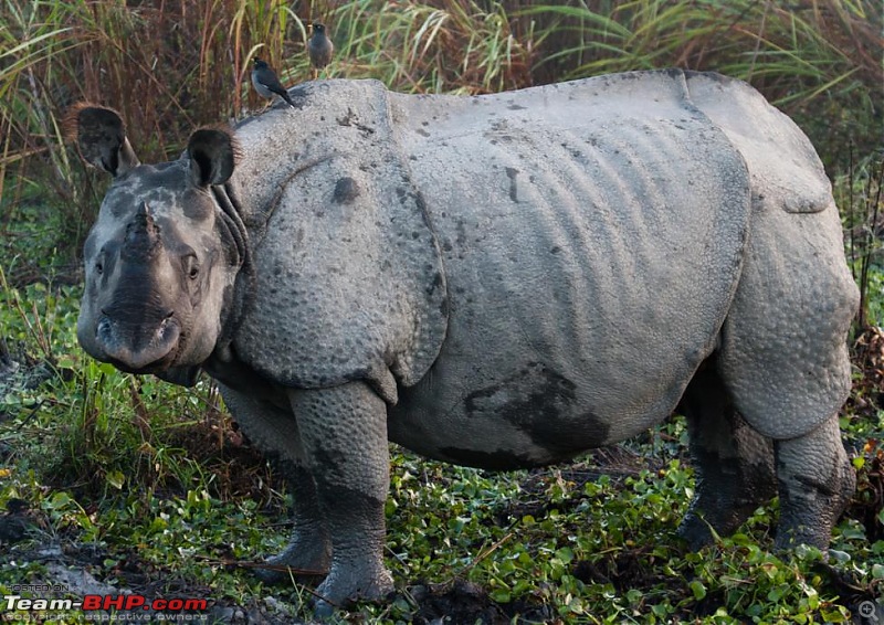 Kaziranga-assam-142.jpg