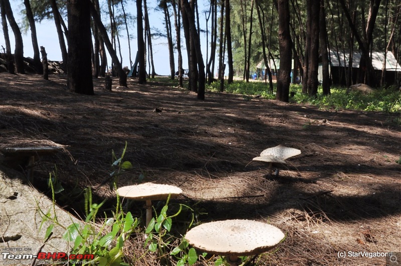 Micro-Travelogue : Devbagh Beach Resort at Karwar-047-some-shades-stewart-little-too.jpg