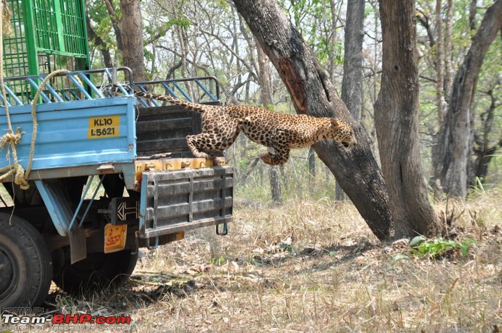 Nilliyampathy- forest ride boon for trekkers-puli.jpg