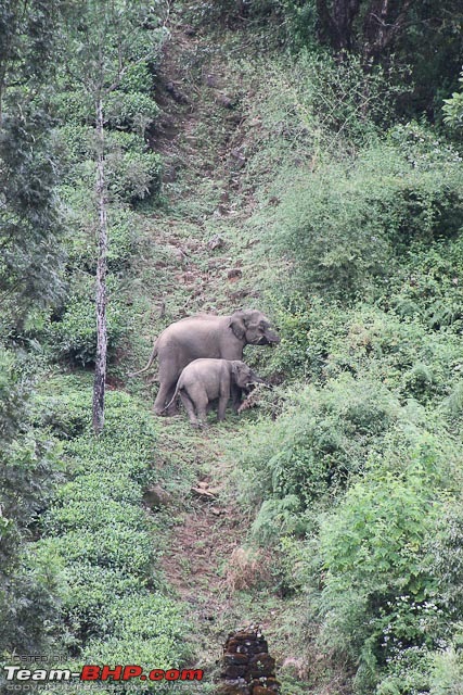 Misty Mountain Hop - A Tale Of Twists & Turns On The Road To Munnar-img_1999.jpg