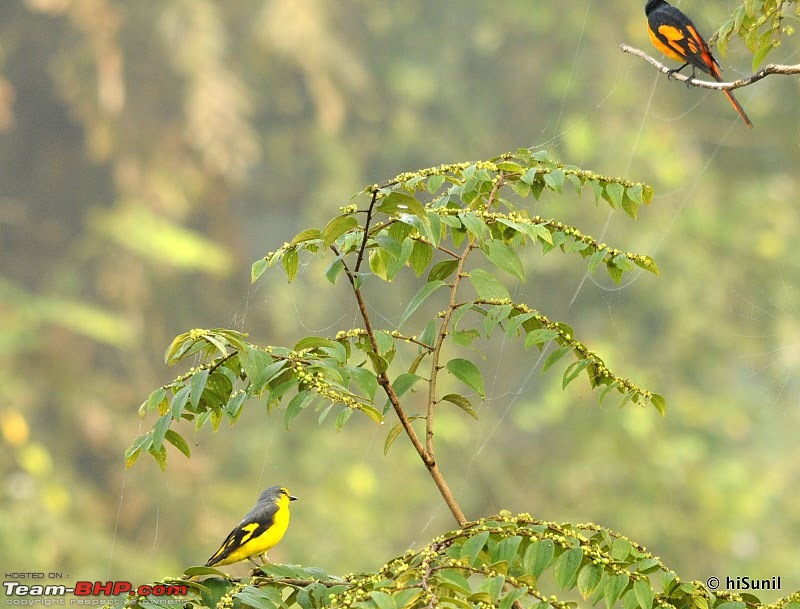 BLR-coimbatore-Topslip-Valparai-Sholayar-Thattakad-Idamalayar-Nilambur-Masinagudi-BLR-_dsc4389.jpg