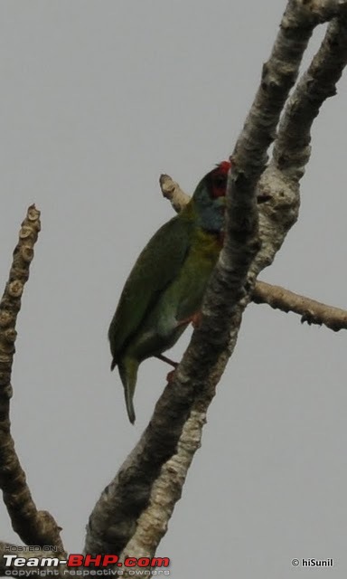 BLR-coimbatore-Topslip-Valparai-Sholayar-Thattakad-Idamalayar-Nilambur-Masinagudi-BLR-_dsc4536.jpg