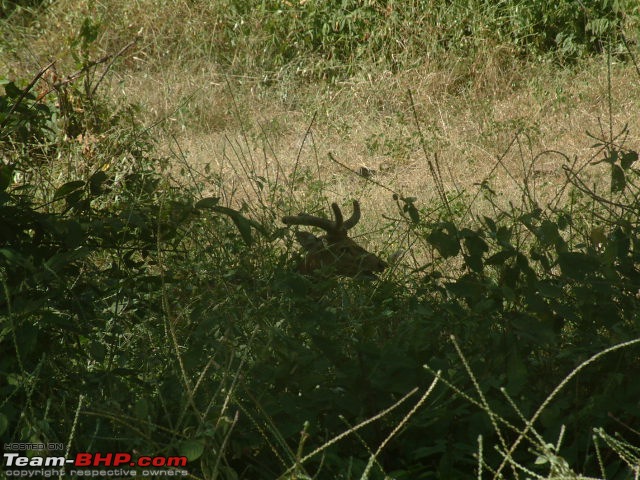 Mission Spot a Tiger @ Sariska - Project Tiger Reserve, Attempt No - 2-male-sambhar-resting-shade.jpg