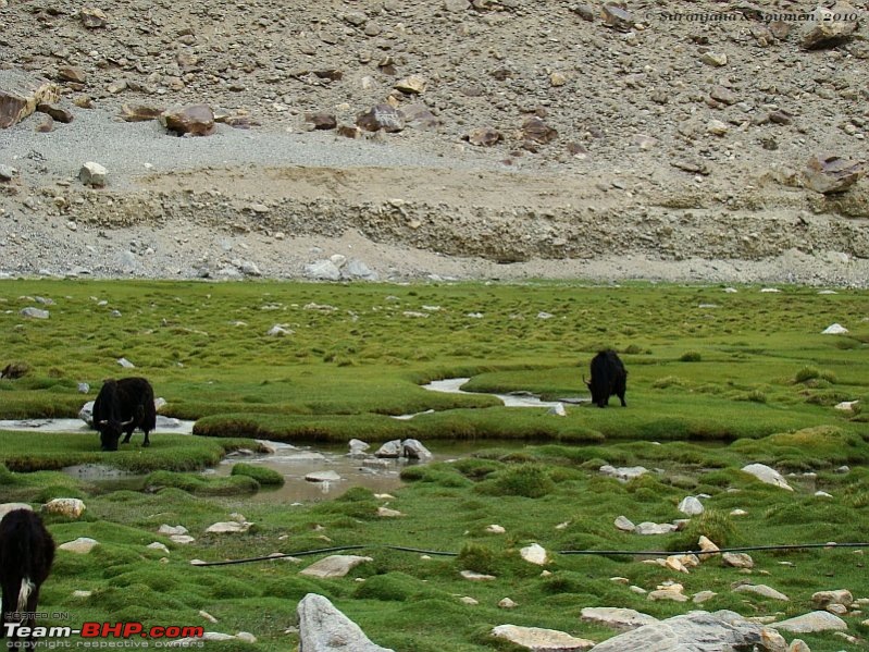 Jeeplogue : A JEEP Journey to Ladakh with Self Drive Expedition Group-dsc07423.jpg