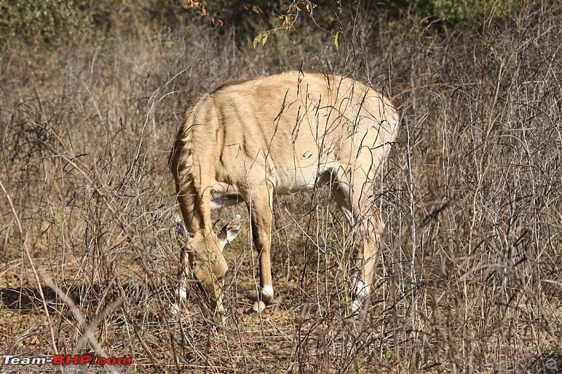 Mission Spot a Tiger @ Sariska - Project Tiger Reserve, Attempt No - 2-img_9749.jpg