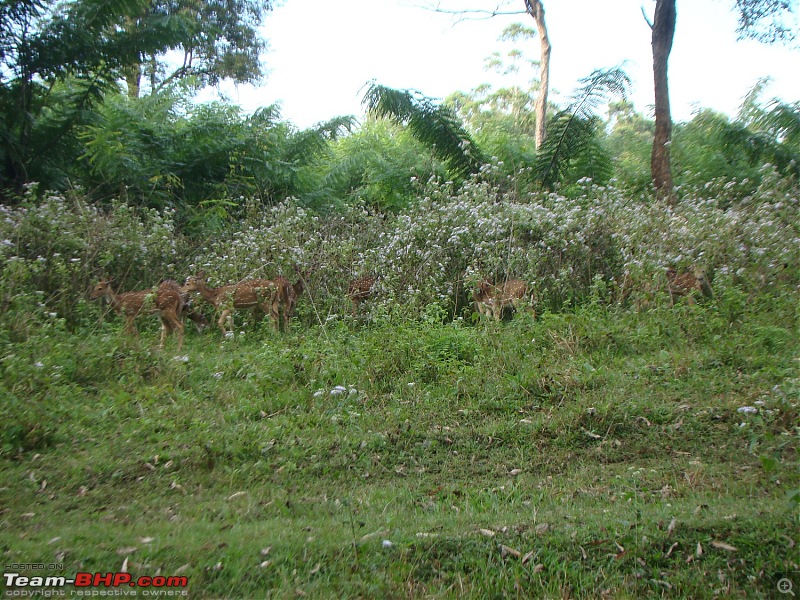 Southern Odyssey : 5000 kms through South India-16-muthanga-spotted-deer.jpg