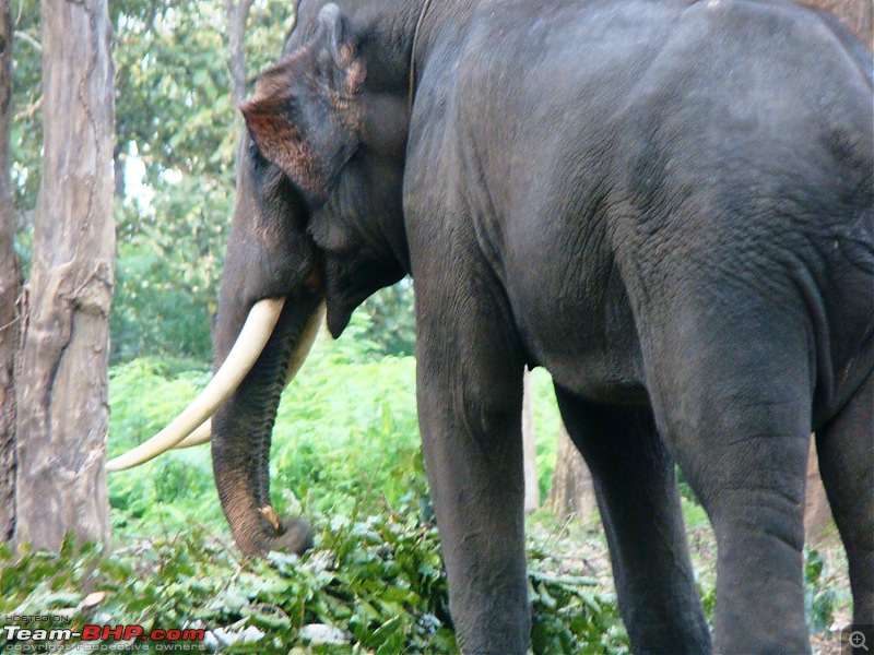 Southern Odyssey : 5000 kms through South India-17-muthanga-tusker.jpg