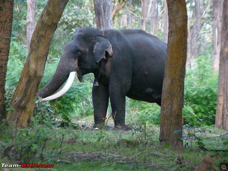 Southern Odyssey : 5000 kms through South India-18-muthanga-tusker-1.jpg