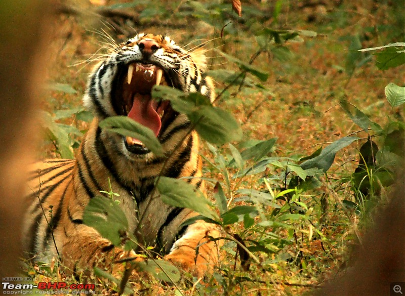 Magical Bandhavgarh : A group visit cum study tour to a high density Tiger reserve-notice-bubbleimg_3907.jpg