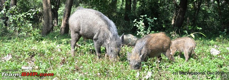 Story of a Vacation II : A page out of Jungle Book & experiencing God's Own Country-165-wild-boars.jpg
