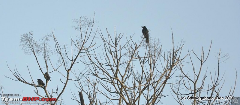 Story of a Vacation II : A page out of Jungle Book & experiencing God's Own Country-237-we-spotted-some-birds-making-very-sweet-sounds.jpg