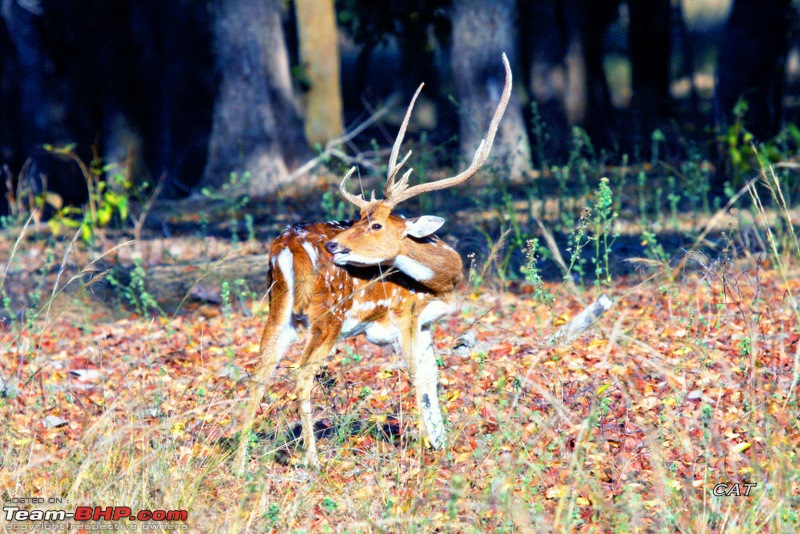 Decade old Nostalgia Relived "Tiger's own land"-feb-2010-bandhavgarh-037.jpg