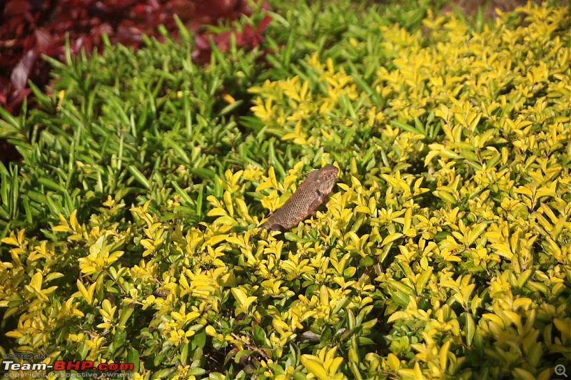 Bhandardara Getaway-gecko.jpg