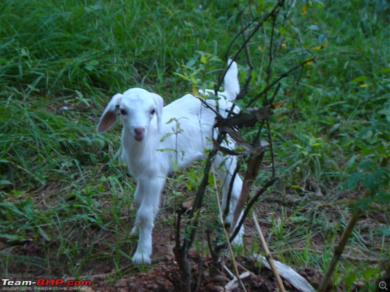 Southern Odyssey : 5000 kms through South India-8-kodianthara-jenny.jpg