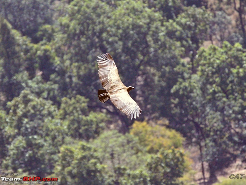 Decade old Nostalgia Relived "Tiger's own land"-feb-2010-bandhavgarh-125.jpg