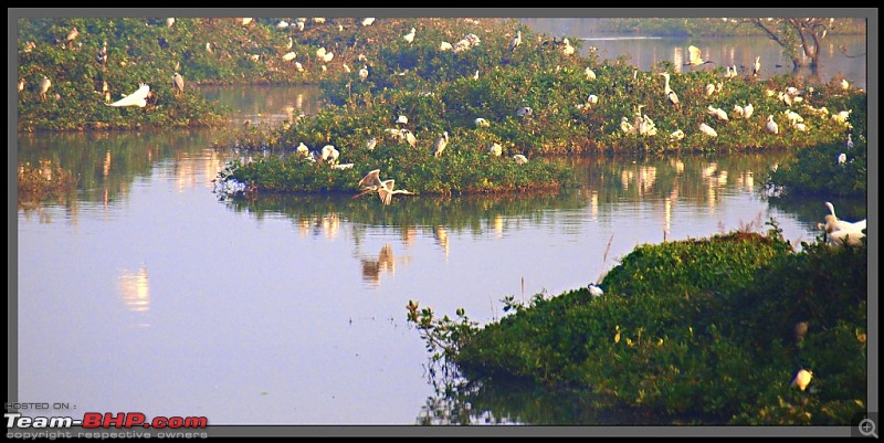 The Vedanthangal Trip-32028429.jpg