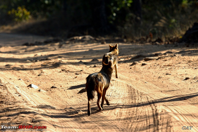 Decade old Nostalgia Relived "Tiger's own land"-feb-2010-bandhavgarh-286.jpg