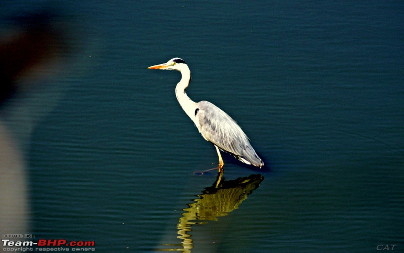 Decade old Nostalgia Relived "Tiger's own land"-feb-2010-bandhavgarh-135.jpg