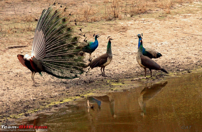 Decade old Nostalgia Relived "Tiger's own land"-feb-2010-bandhavgarh-240.jpg