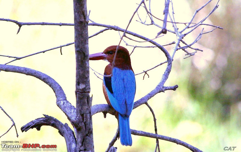 Decade old Nostalgia Relived "Tiger's own land"-feb-2010-bandhavgarh-065.jpg