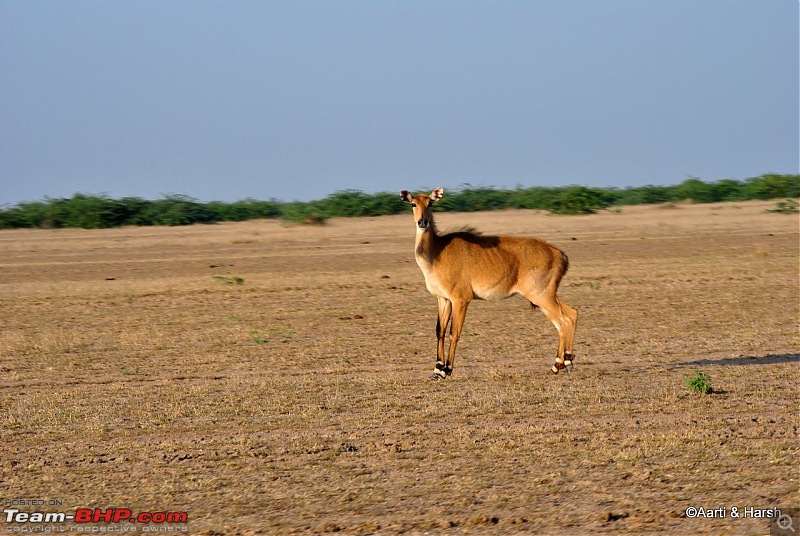 Raiders of the Rann: A Kachchhi Kaleidoscope (Gujarat)-dsc_1160.jpg