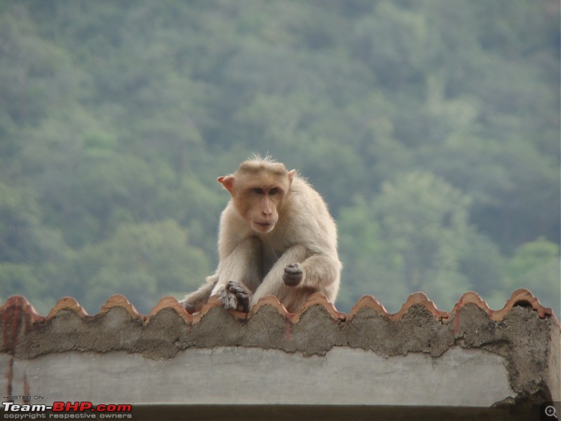 Southern Odyssey : 5000 kms through South India-17-hogenakkal-monkey.jpg