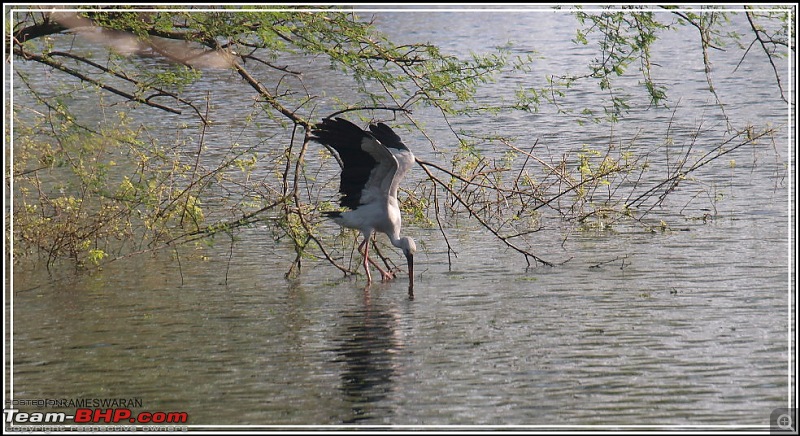 The Vedanthangal Trip-1.jpg