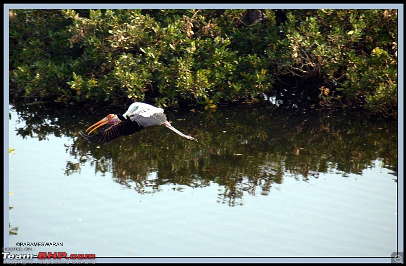 The Vedanthangal Trip-1-5.jpg