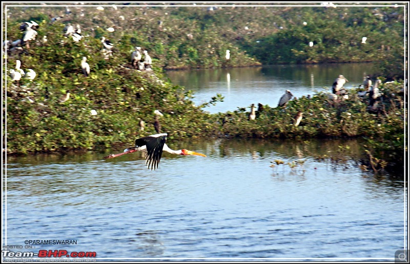 The Vedanthangal Trip-1-15.jpg