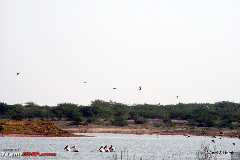 Raiders of the Rann: A Kachchhi Kaleidoscope (Gujarat)-dsc_1430.jpg