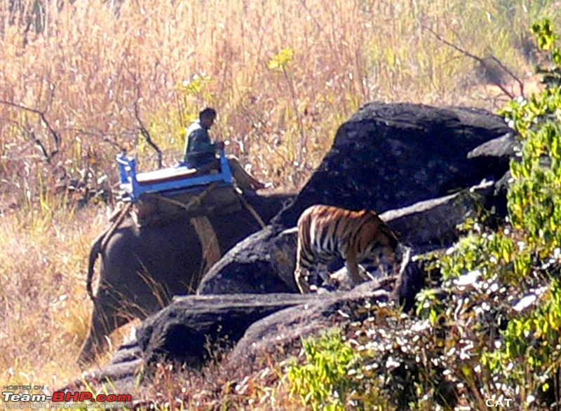 Decade old Nostalgia Relived "Tiger's own land"-kanha-25th-dec-05-038.jpg