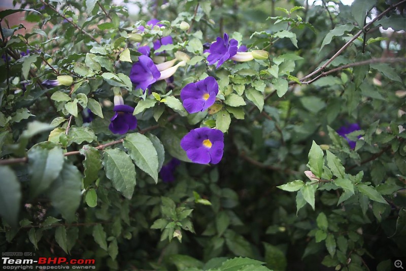 Bhandardara Getaway-bluebells.jpg