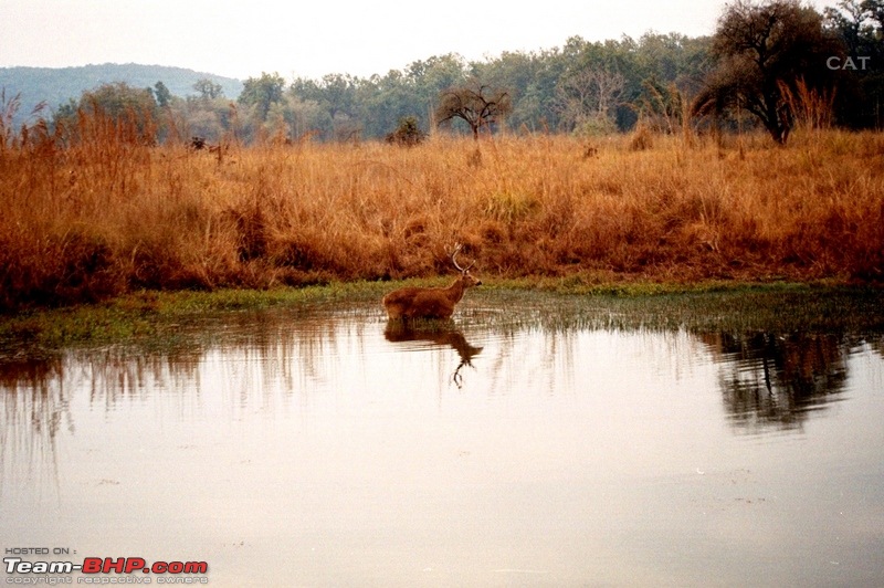 Decade old Nostalgia Relived "Tiger's own land"-aa032-2.jpg