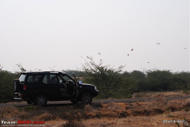 Raiders of the Rann: A Kachchhi Kaleidoscope (Gujarat)-dsc_1574.jpg