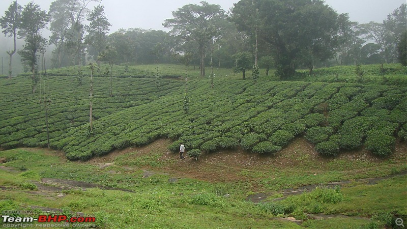 Nelliyampathy - The Roof of Palakkad-20.jpg