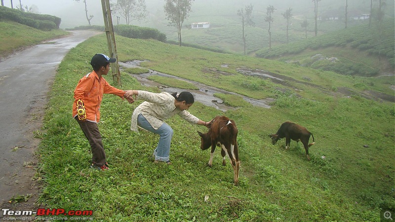 Nelliyampathy - The Roof of Palakkad-21.jpg