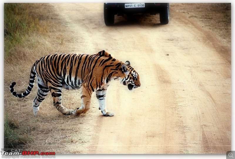 Decade old Nostalgia Relived "Tiger's own land"-aa016a.jpg